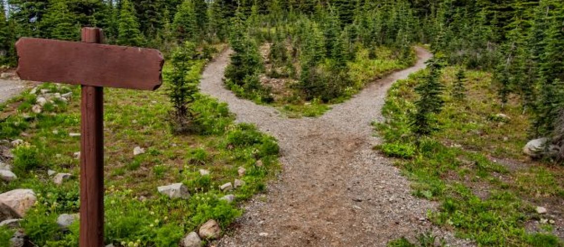 pathway-surrounded-by-fir-treesכ